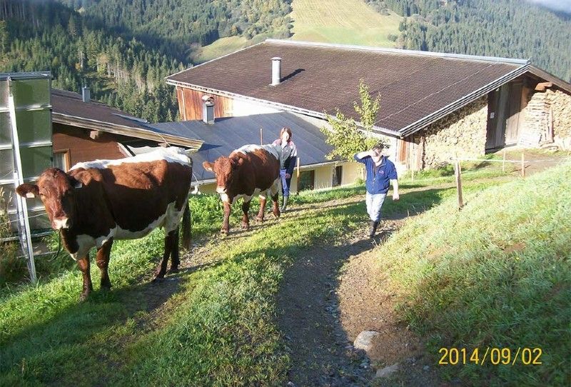 ferienwohnungen saalbach