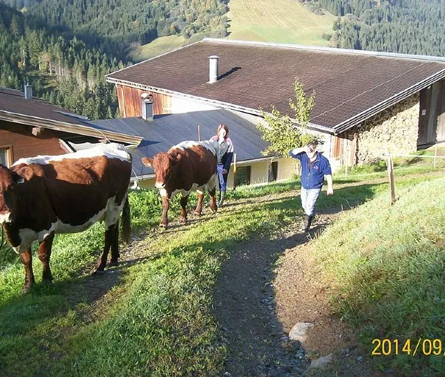 ferienwohnungen saalbach